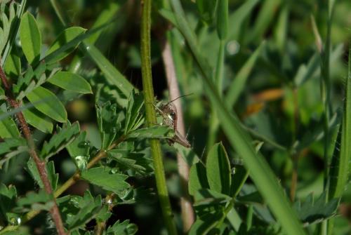 Tettigoniinae